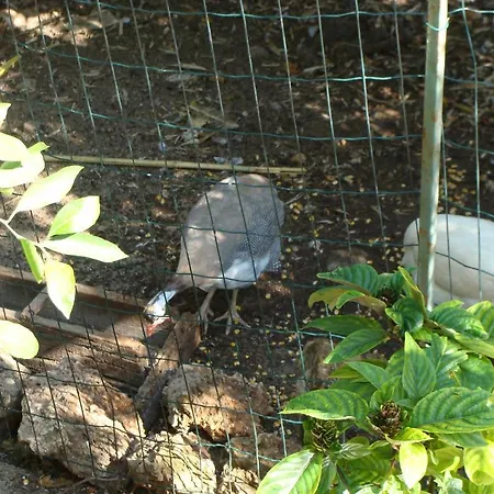 Promenade Gasthuis Dubrovnik