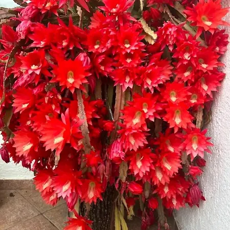 Promenade Vendégház